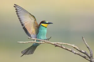 Full Length Bird Photography Prints: Bee-eater (Merops apiaster)
