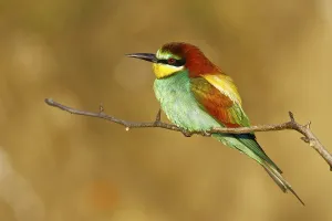 Colorful Birds In Nature Prints: Bee-eater (Merops apiaster)