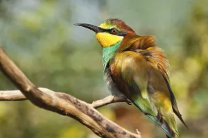 Deserted Landscape Scenes Prints: Bee-eater (Merops apiaster)