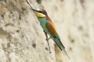 Breeding Season Prints: Bee-eater (Merops apiaster)