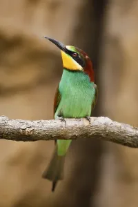 Open Air Wildlife Images Prints: Bee-eater (Merops apiaster)