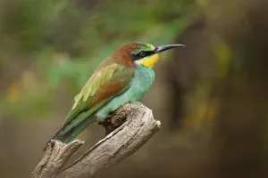 European Bee Eaters Prints: Bee-eater (Merops apiaster)