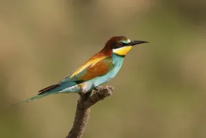 Wild Animal Portraits Gallery Prints: Bee-eater (Merops apiaster)