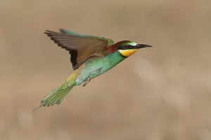 Daytime Nature Scenes Prints: Bee-eater (Merops apiaster)