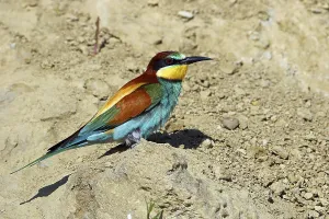 Merops Apiaster Species Prints: Bee-eater, Merops apiaster