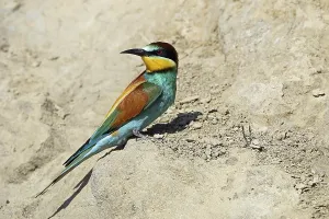Bee-eater, Merops apiaster Print - European Bee-eater