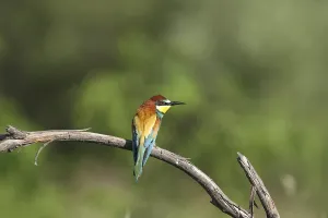 Merops Apiaster Images Prints: Bee-eater (Merops apiaster)