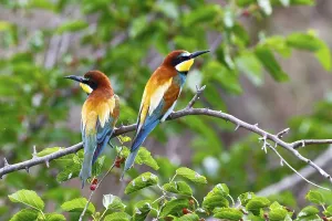 Attentive Bird Species Prints: Bee-eater (Merops apiaster)