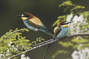 Merops Apiaster Species Prints: Bee-eater (Merops apiaster)