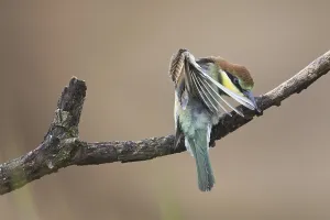 European Bee Eaters Nesting Site Prints: Bee-eater (Merops apiaster)