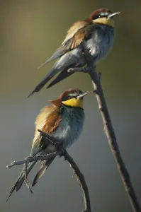 Colorful Birds Prints: Bee-eater (merops apiaster)