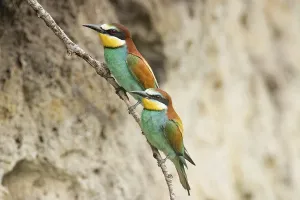 Breeding Season Prints: Bee-eater (Merops apiaster)