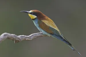 Merops Apiaster Species Prints: Bee-eater (Merops apiaster)
