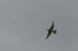 Merops Apiaster Species Prints: Bee-eater (Merops apiaster)