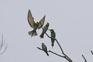 Merops Apiaster Images Prints: Bee-eater (Merops apiaster)