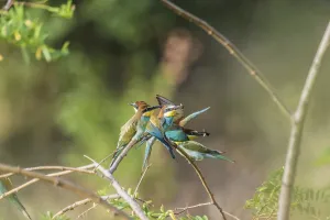 Colorful Birds In Nature Prints: Bee-eater (Merops apiaster)