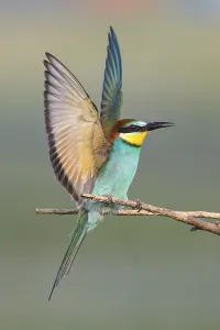 Steep Rock Face Landscape Photo Prints: Bee-eater (Merops apiaster)