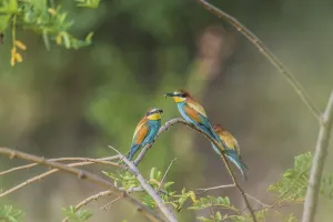 Merops Apiaster Images Prints: Bee-eater (Merops apiaster)