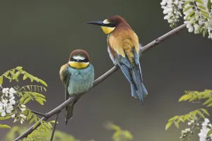 Merops Apiaster Habitat Prints: Bee-eater (Merops apiaster)