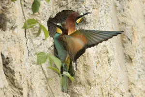 Merops Apiaster Species Prints: Bee-eater (Merops apiaster)