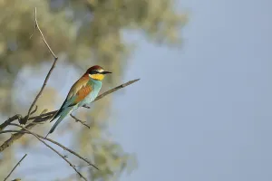 Merops Apiaster Species Prints: Bee-eater (Merops apiaster)
