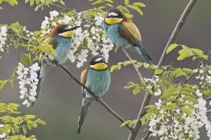 Bee-eater (Merops apiaster)