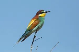 Blue Skies Nature Prints: Bee-eater (Merops apiaster)