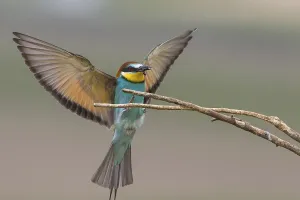 Merops Apiaster Images Prints: Bee-eater (Merops apiaster)
