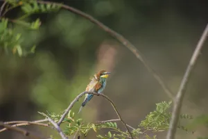 Merops Apiaster Species Prints: Bee-eater (Merops apiaster)