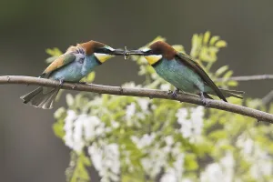 Migrant Birds Prints: Bee-eater (Merops apiaster)
