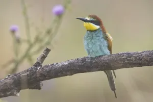 Merops Apiaster Species Prints: Bee-eater (Merops apiaster)