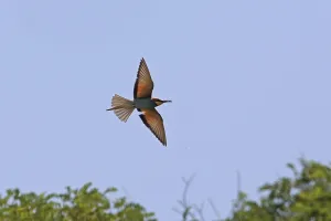 Birds In The Air Prints: Bee-eater (Merops apiaster)