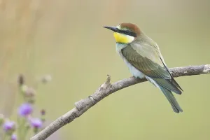 Bird Species Photos Prints: Bee-eater (Merops apiaster)