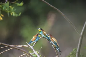 Colorful Birds Prints: Bee-eater (Merops apiaster)