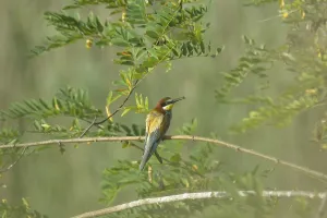 Colorful Birds Prints: Bee-eater (Merops apiaster)