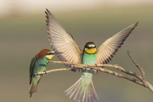 European Bee Eaters Habitat Prints: Bee-eater (Merops apiaster)