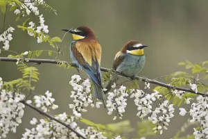 Migrant Birds Prints: Bee-eater (Merops apiaster)