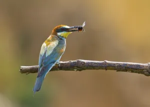 Rock Cliff Landscape Prints: Bee-eater (Merops apiaster)