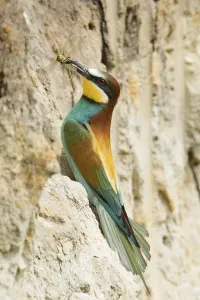 Merops Apiaster Species Prints: Bee-eater (Merops apiaster)