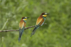Coraciiformes Birds Europe Prints: Bee-eater (Merops apiaster)