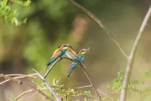 Colorful Birds Prints: Bee-eater (Merops apiaster)