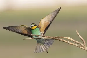 Animal Wildlife Europe Prints: Bee-eater (Merops apiaster)
