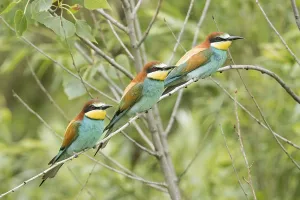 Uninhabited Tree Branches Prints: Bee-eater (Merops apiaster)