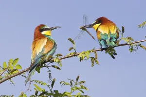 Rock Cliff Landscape Prints: Bee-eater (Merops apiaster)