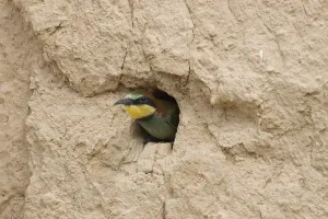 Breeding Grounds Europe Prints: Bee-eater (merops apiaster)