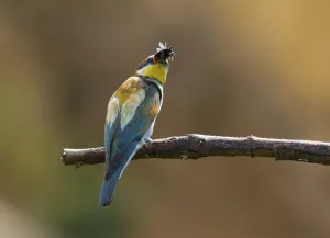 Rock Cliff Landscape Prints: Bee-eater (Merops apiaster)