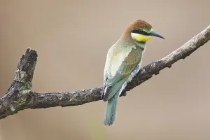 Wild Bird Images Prints: Bee-eater (Merops apiaster)