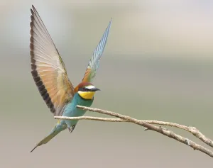 European Bee Eaters Habitat Prints: Bee-eater (Merops apiaster)
