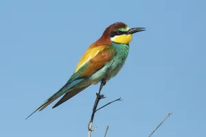 Singing Birds In Nature Prints: Bee-eater (Merops apiaster)