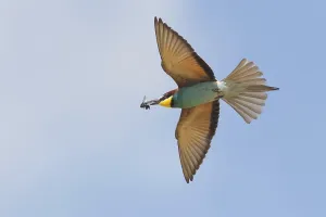 Colorful Birds Prints: Bee-eater (merops apiaster)